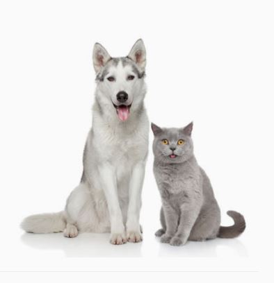 pet